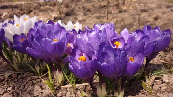 Оксана Исайко