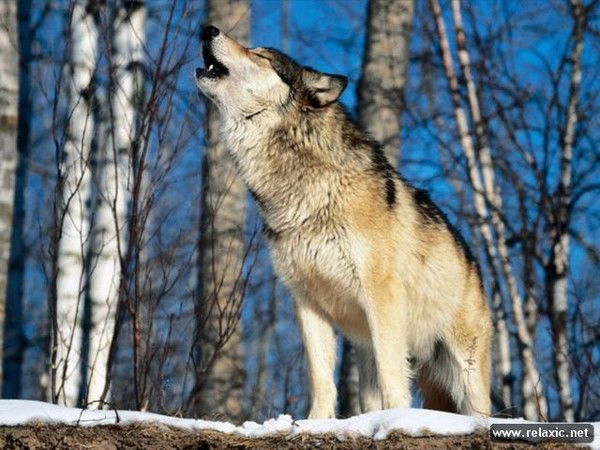 Михаил Фомин