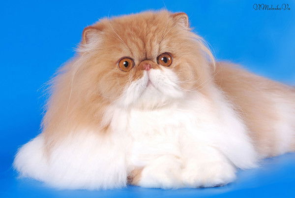 Жанна Жданова