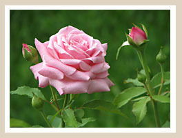 Сауле Арапова