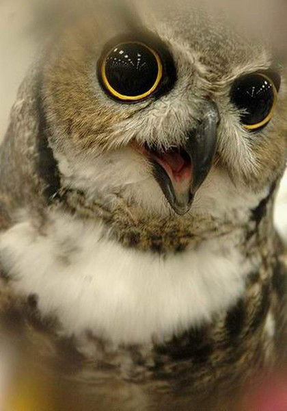 Андрей Савельев