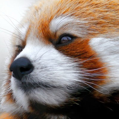 Александр Земсков