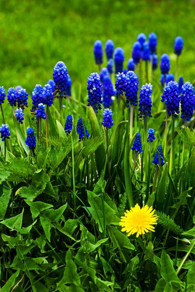 Гулизар Бицуева