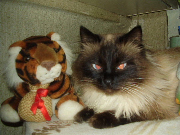 Альбина Павлова