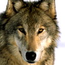 Дима Марилов