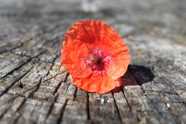 Ирина Семенец (Панасюк)