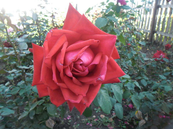 Твой Ангелочек