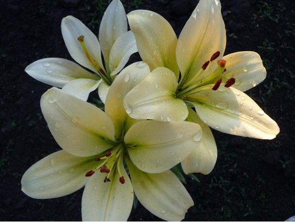 Вера Горшунова