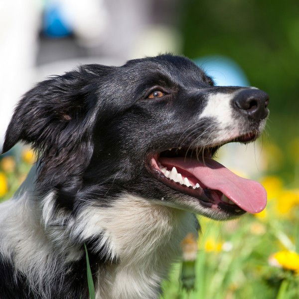 Надежда Грянник