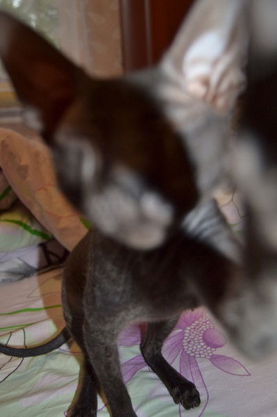 Екатерина Степанова