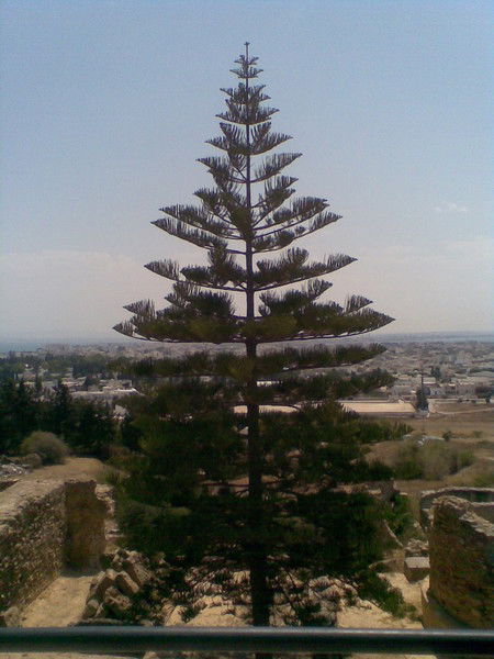 Казановская Ирина