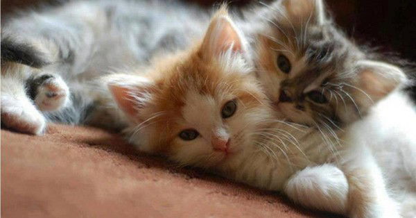 Никита Грибинченко