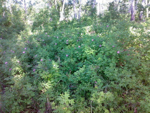 Наталья Андрюхова