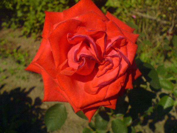 Сашка Специан