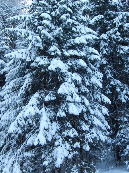 Иван Волков