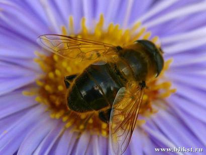 Наталья Зеленская
