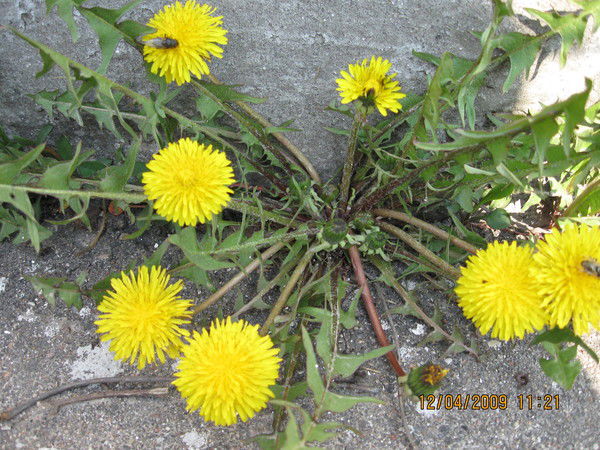 Юлия Новосельская