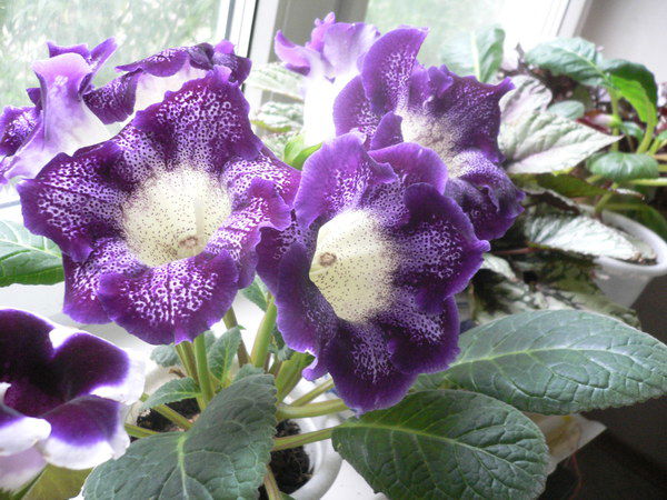 Ирина Нагих