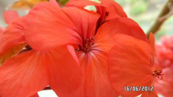 Алсу Белоусова