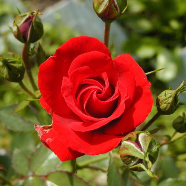 Жаныл Аскарова