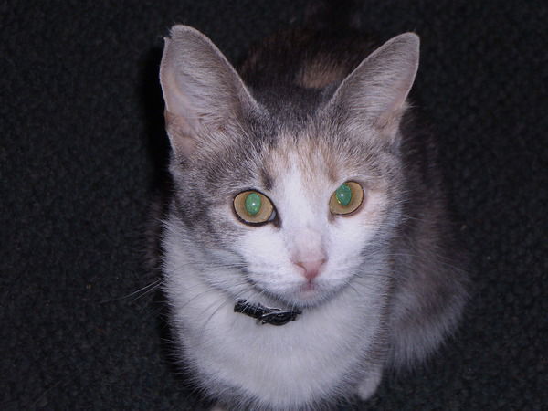 Елена Воробьева