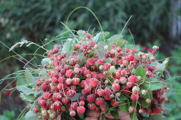 Резеда Ахунова