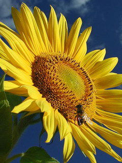 Нина Фильченко