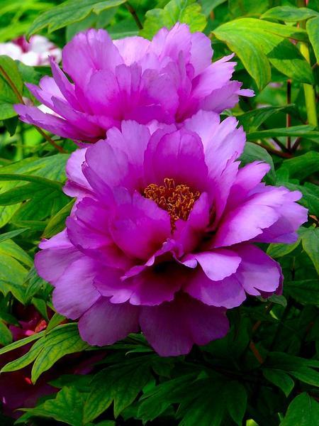 Галина Власенко