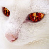 Даниил Свитковский