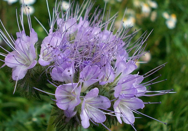 Светлана Кульша