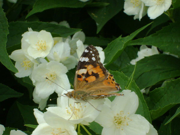 Сенька Разин