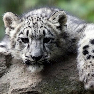 Николай Власов