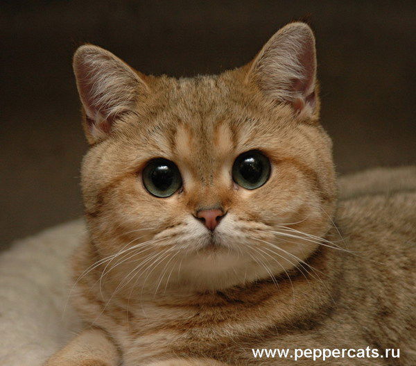 Елена Сорокатая