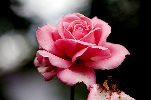 Айша Имангазина