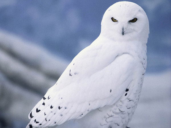 Резида Даная