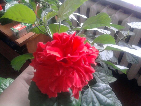 Тамара Лунёва