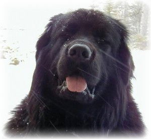 Тихон Михайлов