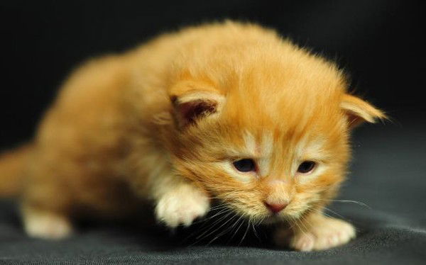 Лунёва Наталия