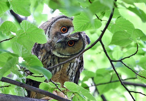 Промэкспертгрупп Ооо Пэг