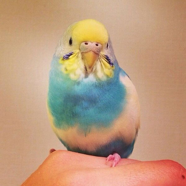 Aлександра Рождественская