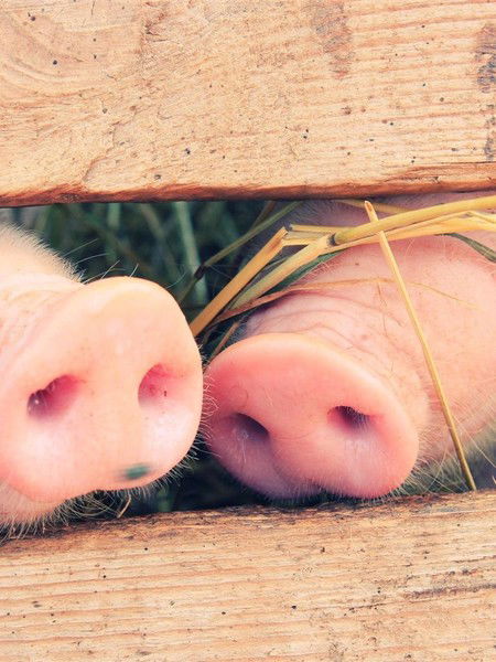 Настя Дмитриева