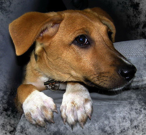 Сергей Савенков