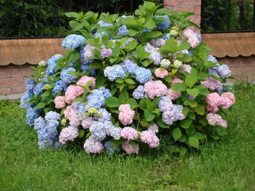 Елена Глинкова