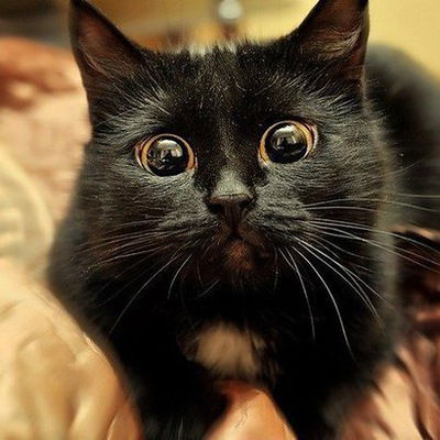 Ольга Осипова