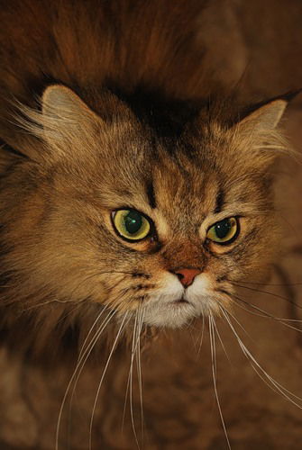 Ольга Пелих