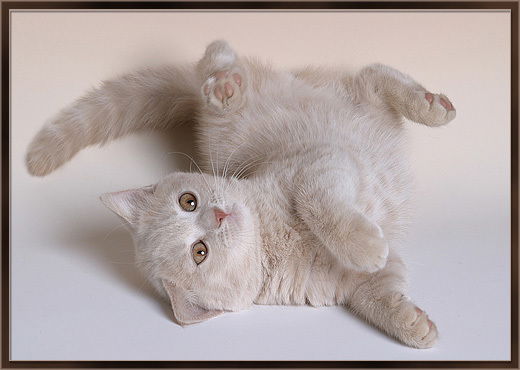 Нукри Саниа