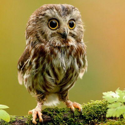 Данила Шишкин