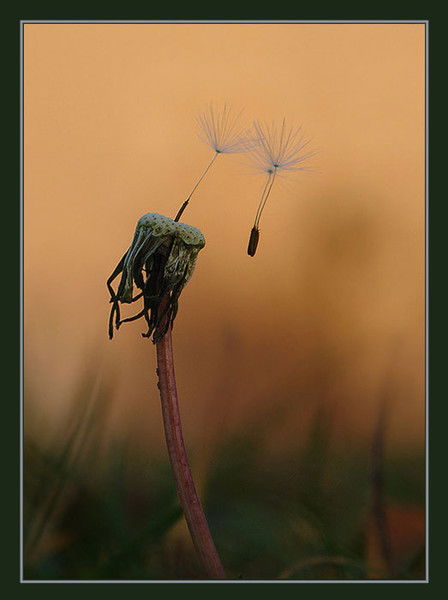 Александр Петров