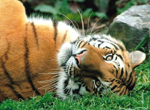 Саша Петровский