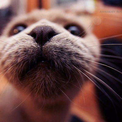 Серега Полтавский